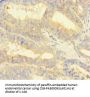 NIPSNAP3B Antibody