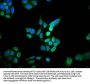 DOHH Antibody