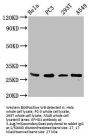 EFHD1 Antibody