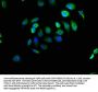 EFHD1 Antibody