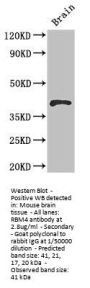 RBM4 Antibody