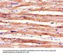 RBM4 Antibody
