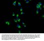 AMN Antibody
