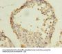 ACTRT3 Antibody