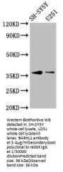 BARHL1 Antibody