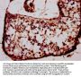 BARHL1 Antibody