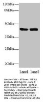 NIF3L1 Antibody
