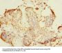 NIF3L1 Antibody