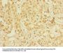 NIF3L1 Antibody