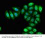 RBM38 Antibody