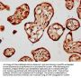 KIF13A Antibody