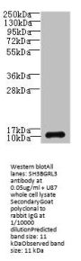 SH3BGRL3 Antibody
