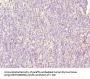 SH3BGRL3 Antibody