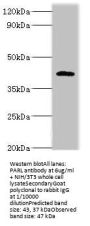 PARL Antibody