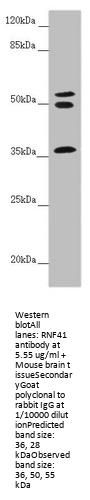 RNF41 Antibody