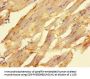 ELAC1 Antibody