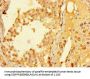 ELAC1 Antibody