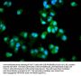 DCLRE1B Antibody