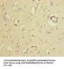 GORASP2 Antibody