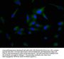 POPDC3 Antibody