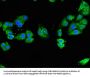 NOD2 Antibody