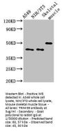 TRIM39 Antibody