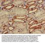 TRIM39 Antibody