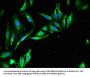 TRIM39 Antibody