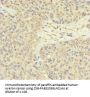 FAM60A Antibody