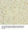 FAM60A Antibody
