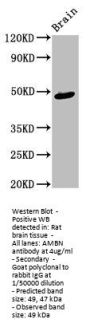 AMBN Antibody
