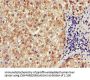 SLCO1B3 Antibody