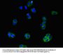 SLCO1B3 Antibody