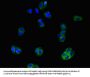 SLCO1B3 Antibody