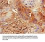 DDX4 Antibody