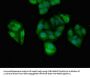 DDX4 Antibody