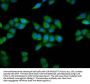 PRDM11 Antibody