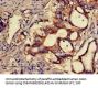 SNX15 Antibody