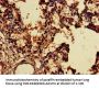 SNX15 Antibody