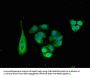 SNX15 Antibody