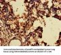 SNX15 Antibody