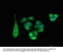 SNX15 Antibody