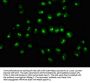 DDX18 Antibody
