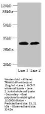 TRNAU1AP Antibody