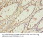 TRNAU1AP Antibody