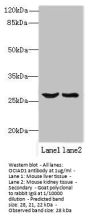 OCIAD1 Antibody