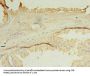 OCIAD1 Antibody