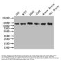 MCM9 Antibody