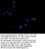 MCM9 Antibody