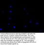 MCM9 Antibody